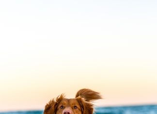 3 ting som endrer hundens personlighet