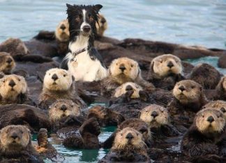 12 dyr som imiterer andre dyreraser – se de morsomme bildene