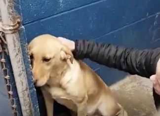 Hund ble kastet fra valpefabrikk – nå elsker hun å gå på crossfit med «pappa» hver dag.